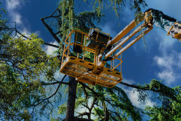Best Tree Disease Treatment  in Decatur, AL