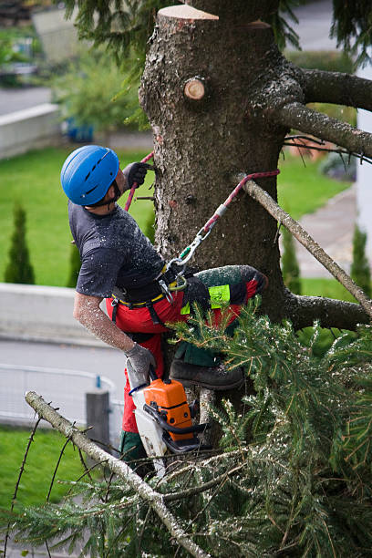 How Our Tree Care Process Works  in  Decatur, AL