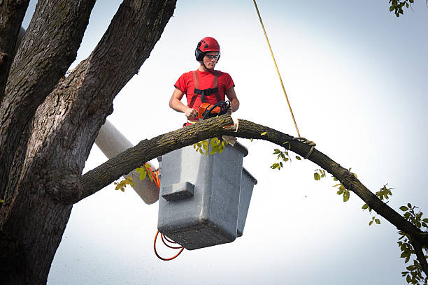 Trusted Decatur, AL Tree Services Experts