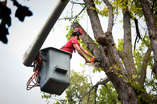 Mulching Services in Decatur, AL